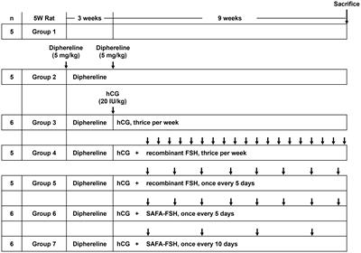Long-acting recombinant human follicle-stimulating hormone (SAFA-FSH) enhances spermatogenesis